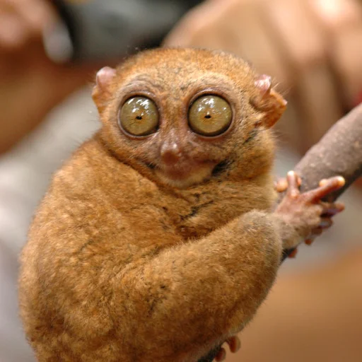 Стикер KumarNV - 1