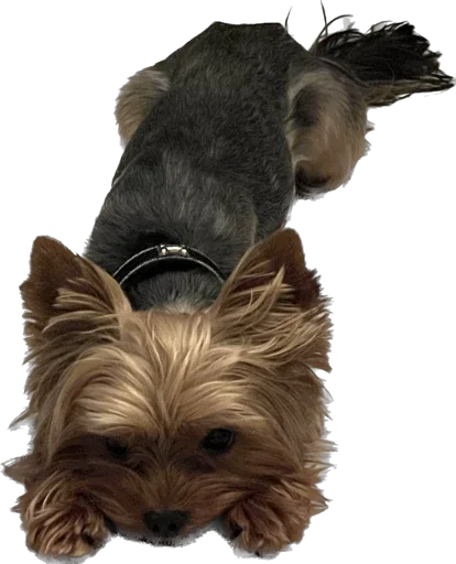 кентофарик - 