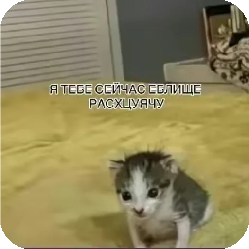 купитманчик мой - 