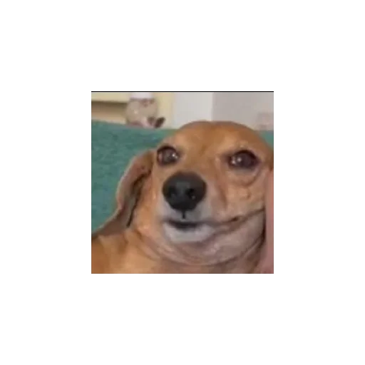 Стикер Куропаточка - 0