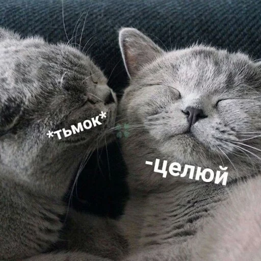 КотикЦмок - животное