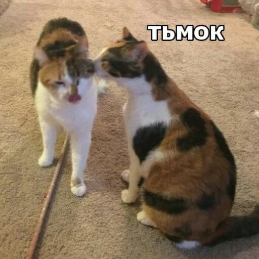 КотикЦмок2 - small to medium-sized cats