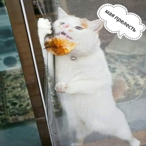 small to medium-sized cats mammal felidae