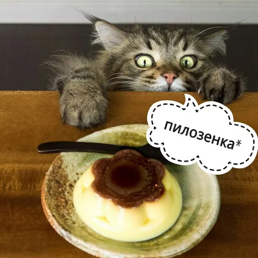 dessert cat food