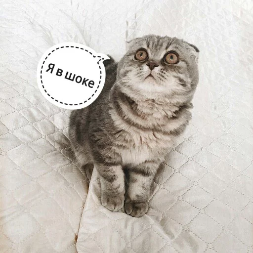 small to medium-sized cats felidae cat