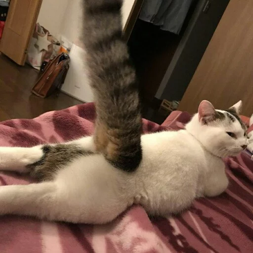 indoor small to medium-sized cats felidae