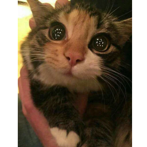 животное млекопитающее домашняя кошка