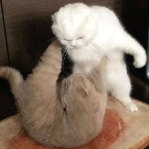 млекопитающее животное кошки малого и среднего размера