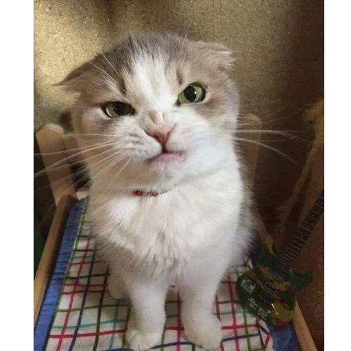 млекопитающее кошка животное