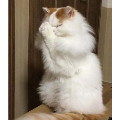 млекопитающее животное кошка