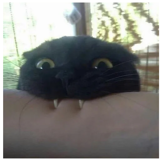 животное млекопитающее кошки малого и среднего размера