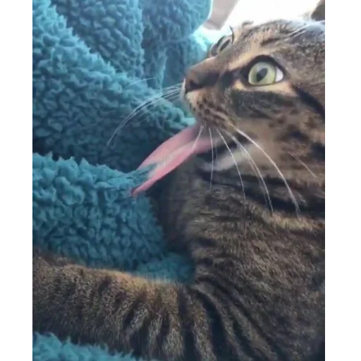 животное кошка млекопитающее