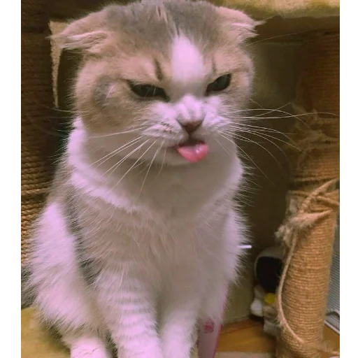 животное млекопитающее кошка