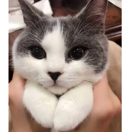 животное млекопитающее кошка