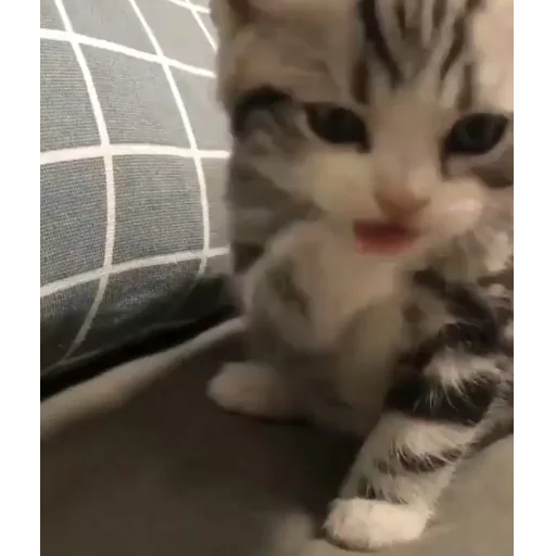 животное млекопитающее кошка