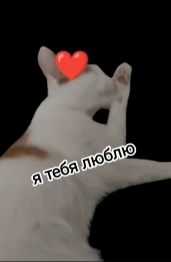 животное млекопитающее кошки малого и среднего размера