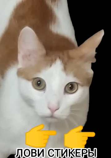 животное млекопитающее кошка