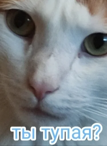 млекопитающее животное кошка