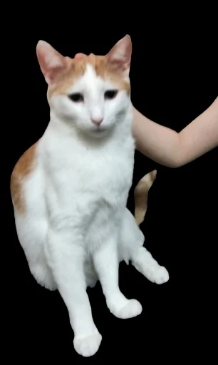 животное млекопитающее кошка