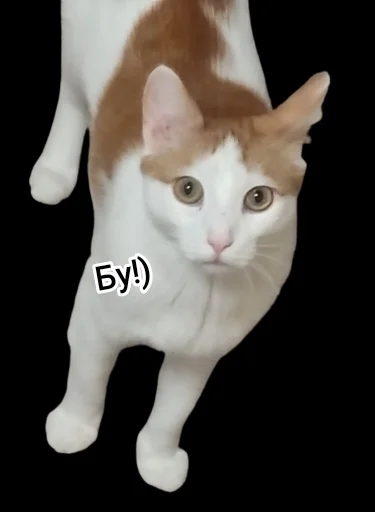 домашняя кошка животное кошка