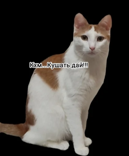 млекопитающее животное кошка