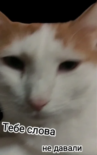 млекопитающее животное кошка