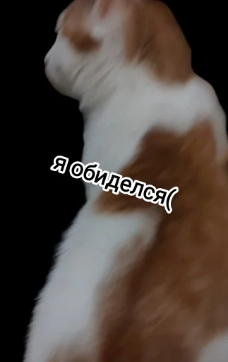 животное млекопитающее кошка