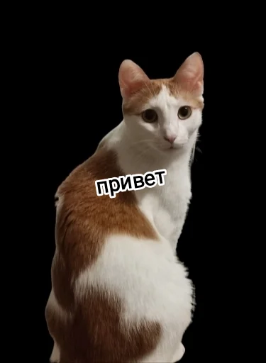 животное домашняя кошка млекопитающее