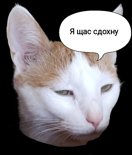 млекопитающее животное кошка