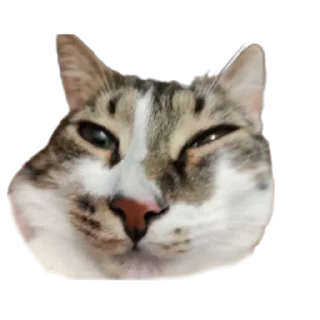 Sticker Кусок и Брюс - 9