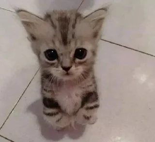 Sticker Кутики - 6