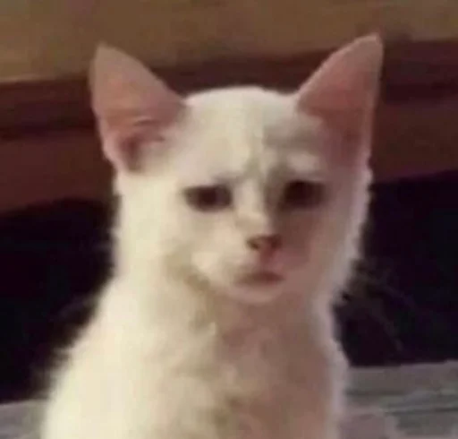 млекопитающее животное домашняя кошка