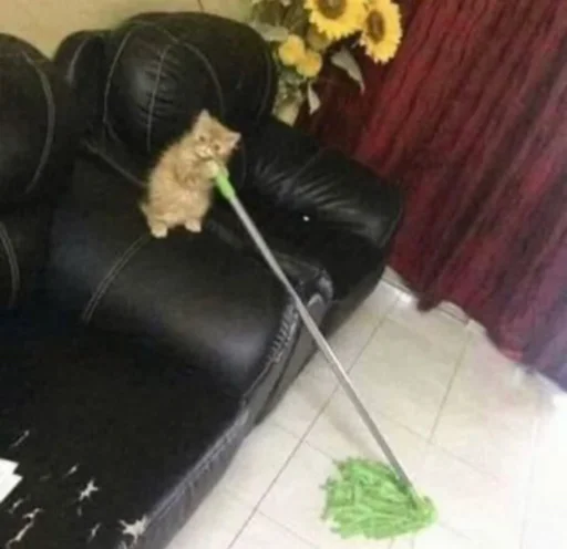 комнатный животное этаж