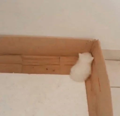 лес стена фанера