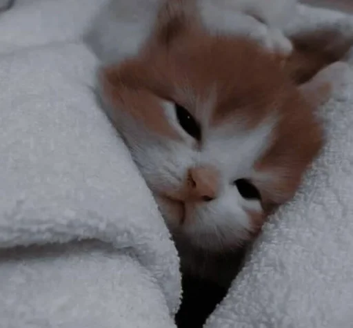 кошка млекопитающее животное