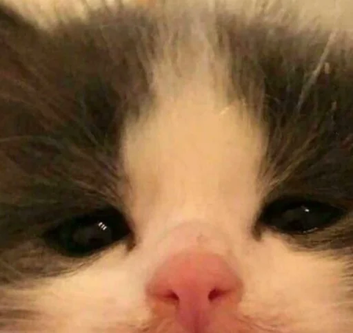 млекопитающее животное кошка