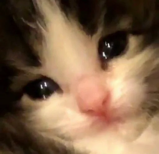 млекопитающее кошка животное