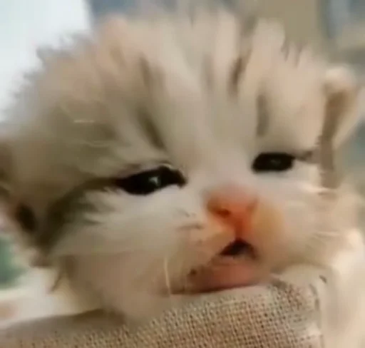 млекопитающее кошка животное