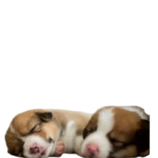 Sticker Кутята - 5