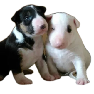 Sticker Кутята - 3