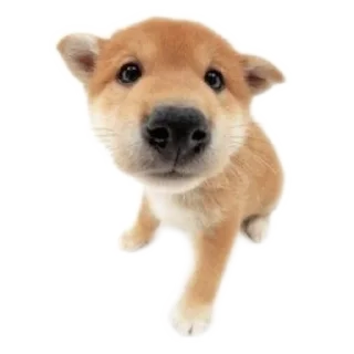 Sticker Кутята - 6