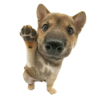 Sticker Кутята - 1