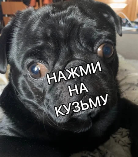 СОСИ МОЙ СОБАЧИЙ ХУЙ - 