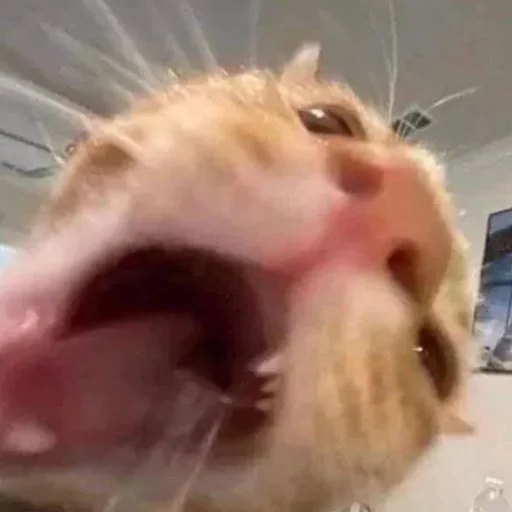 Стикер Kwowhv - 1