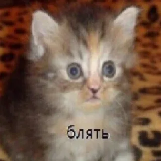 Sticker Здарова, пидрилы - 8