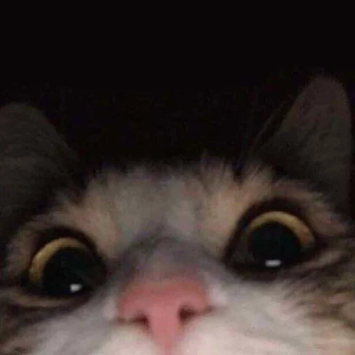 Стикер Kit - 8