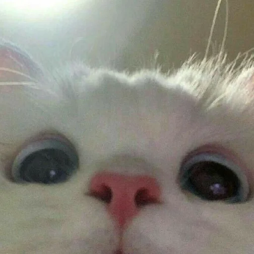 Стикер Kit - 7