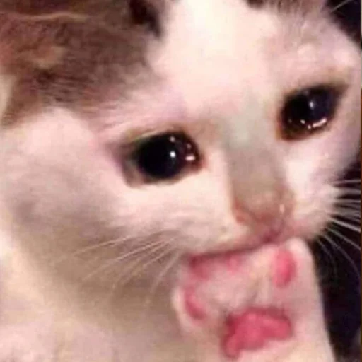 Стикер Kit - 4