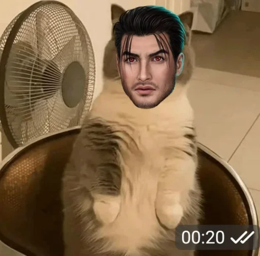 indoor animal mammal