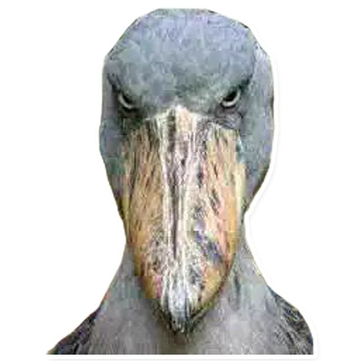 aquatic bird animal bird